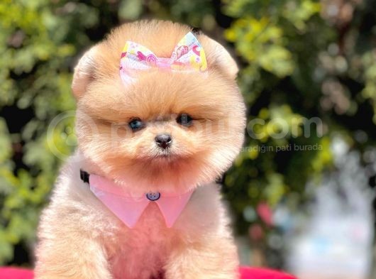 Safkan Pomeranian Boo Yavrularımız görsel