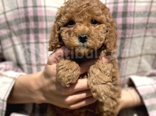 Bebek Surat Toy Poodle Yavrular