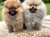 Show Kali̇te Pomerani̇an Boo Bebekler