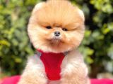 Safkan Pomeranian Boo Yavrularımız