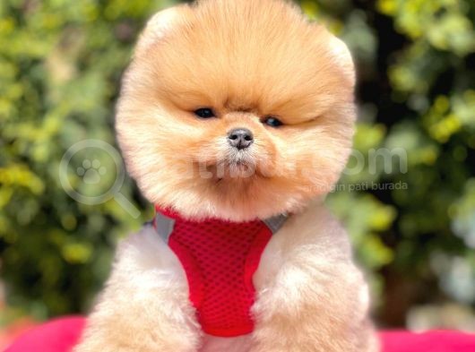 Safkan Pomeranian Boo Yavrularımız görsel