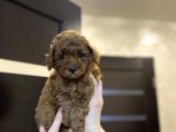 Red Brown Toy Poodle Yavrular