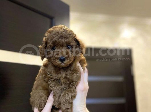 Red Brown Toy Poodle Yavrular görsel