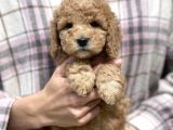 Bebek Surat Toy Poodle Yavrular