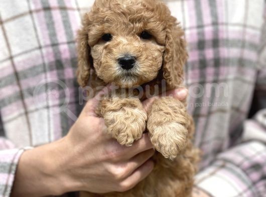 Bebek Surat Toy Poodle Yavrular görsel