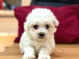 Sevi̇mli̇ Maltese Terri̇er