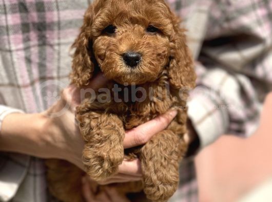 Bebek Surat Toy Poodle Yavrular görsel