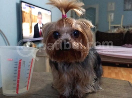 Yorkshire Terrier görsel