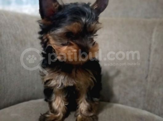 Yorkshire Terrier