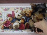 Yorkshire Terrier