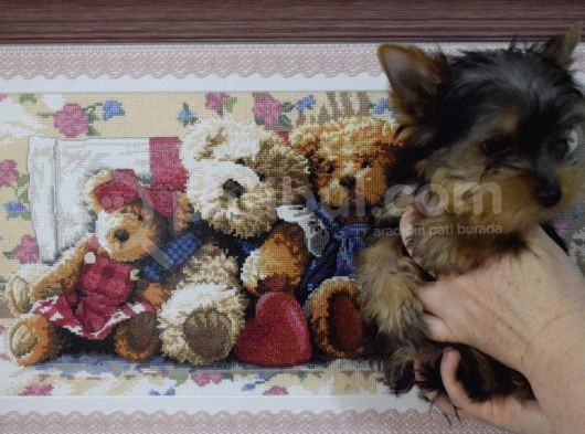 Yorkshire Terrier görsel