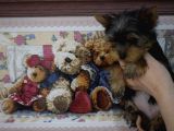 Yorkshire Terrier