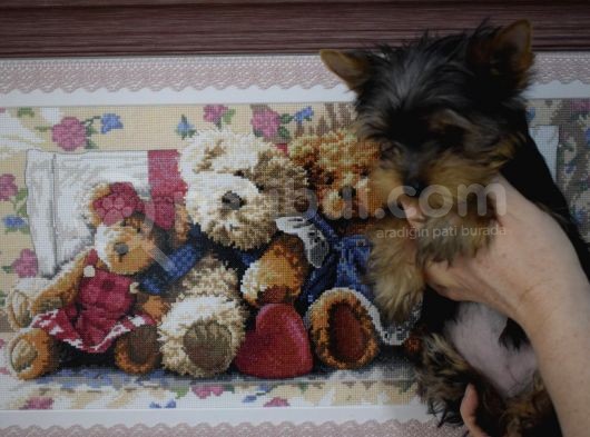 Yorkshire Terrier görsel