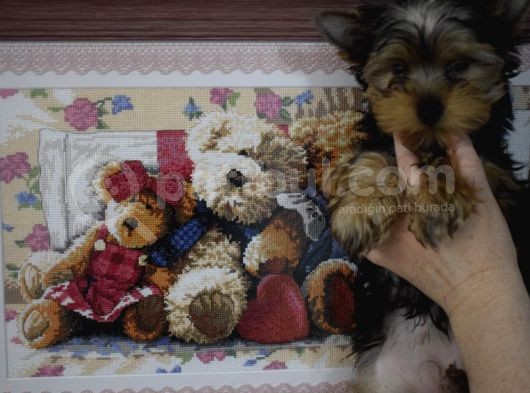 Yorkshire Terrier görsel
