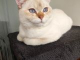 British Shorthair Blue Point Erkek, Golden Tabby Dişi Yavrular