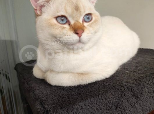 British Shorthair Blue Point Erkek, Golden Tabby Dişi Yavrular görsel