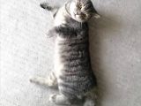 British Shorthair Blue Point Erkek, Golden Tabby Dişi Yavrular