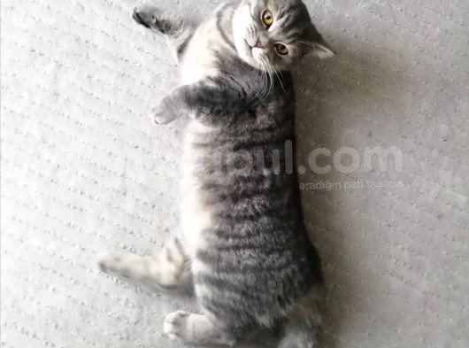 British Shorthair Blue Point Erkek, Golden Tabby Dişi Yavrular görsel
