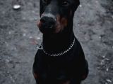 Elite Dobermann