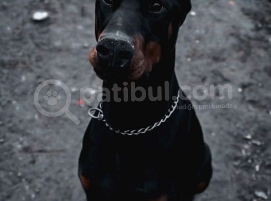 Elite Dobermann