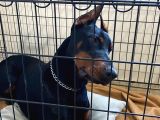 Elite Dobermann