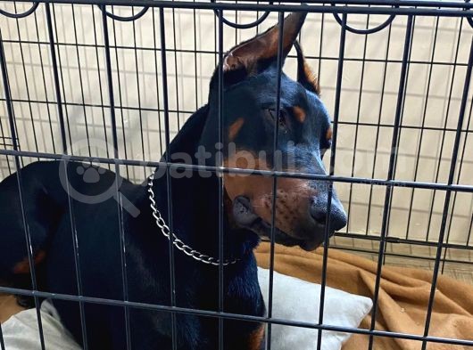Elite Dobermann görsel