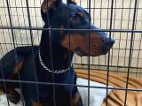 Elite Dobermann