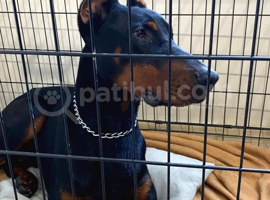 Elite Dobermann görsel