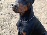 Elite Dobermann