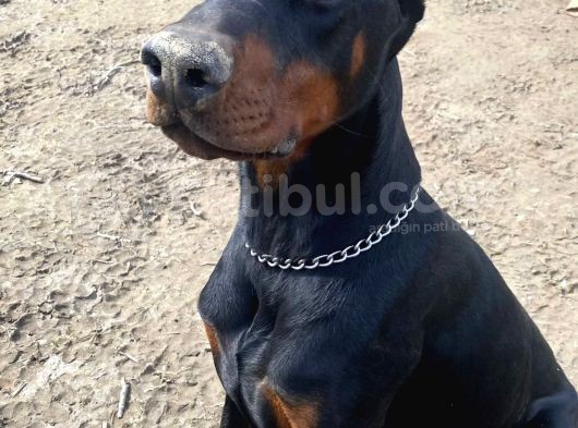 Elite Dobermann görsel