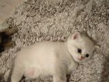 British Shorthair Blue Point Erkek, Golden Tabby Dişi Yavrular