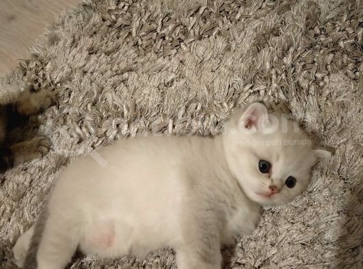 British Shorthair Blue Point Erkek, Golden Tabby Dişi Yavrular görsel
