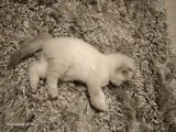 British Shorthair Blue Point Erkek, Golden Tabby Dişi Yavrular