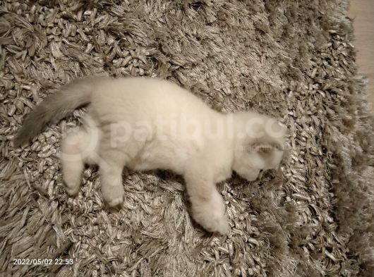 British Shorthair Blue Point Erkek, Golden Tabby Dişi Yavrular görsel