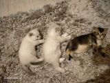 British Shorthair Blue Point Erkek, Golden Tabby Dişi Yavrular