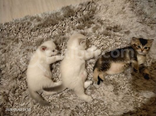 British Shorthair Blue Point Erkek, Golden Tabby Dişi Yavrular görsel