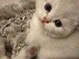 British Shorthair Blue Point Erkek, Golden Tabby Dişi Yavrular