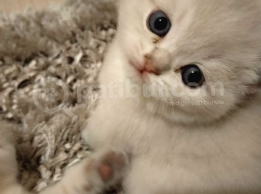 British Shorthair Blue Point Erkek, Golden Tabby Dişi Yavrular görsel