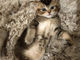 British Shorthair Blue Point Erkek, Golden Tabby Dişi Yavrular