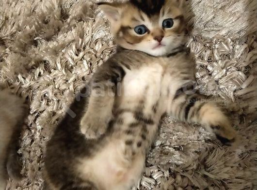 British Shorthair Blue Point Erkek, Golden Tabby Dişi Yavrular görsel