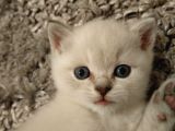 British Shorthair Blue Point Erkek, Golden Tabby Dişi Yavrular