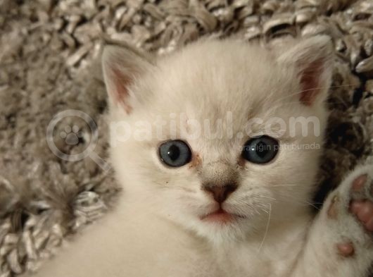 British Shorthair Blue Point Erkek, Golden Tabby Dişi Yavrular