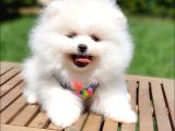 Teddy Face Pomeranian Boo Yavrularımız