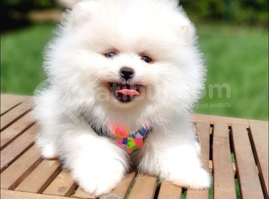 Teddy Face Pomeranian Boo Yavrularımız görsel
