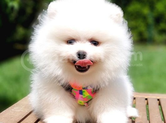 Teddy Face Pomeranian Boo Yavrularımız görsel