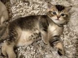 British Shorthair Blue Point Erkek, Golden Tabby Dişi Yavrular