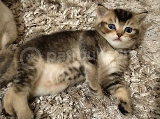 British Shorthair Blue Point Erkek, Golden Tabby Dişi Yavrular görsel