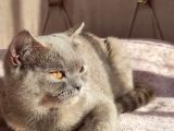 British Shorthair Lilac