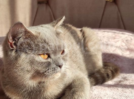 British Shorthair Lilac görsel