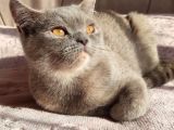 British Shorthair Lilac